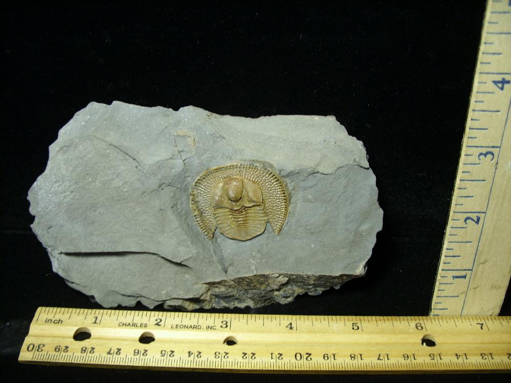 Rare Very Large Fossilized Trilobite Arthropod F The