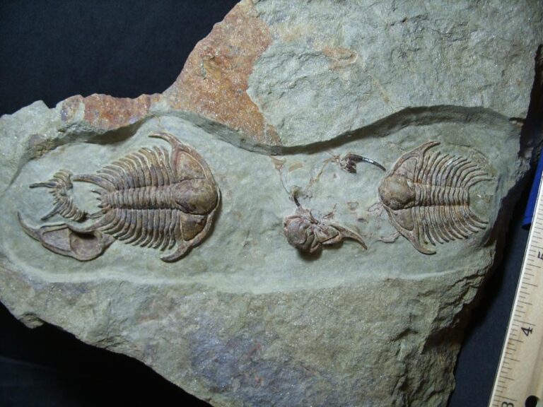 Rare Fossilized Trilobites Foulonia E The Stones Bones