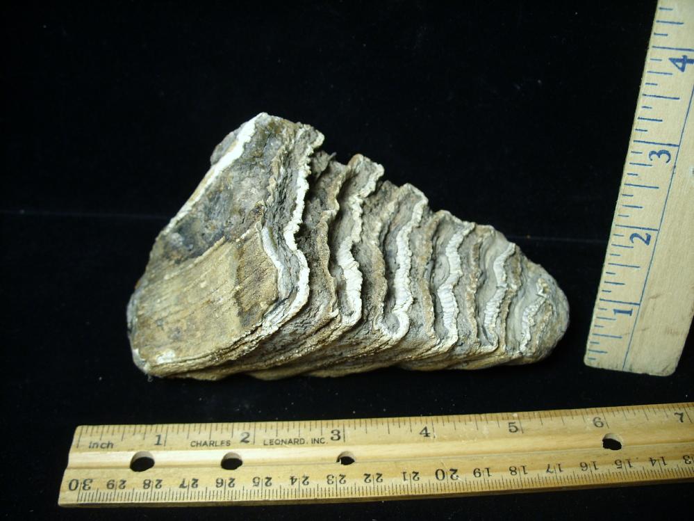 Fossilized Partial Mammoth Molar 061623b The Stones Bones Collection