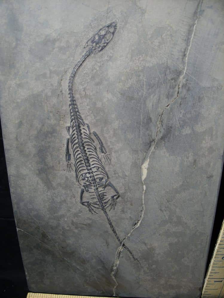 Fossil Reptile Keichousaurus Hui F The Stones Bones