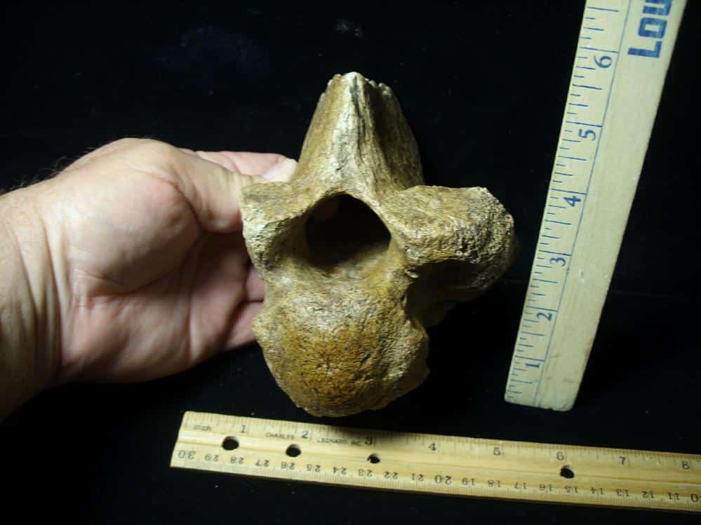 Fossilized Mammoth Vertebra M The Stones Bones Collection