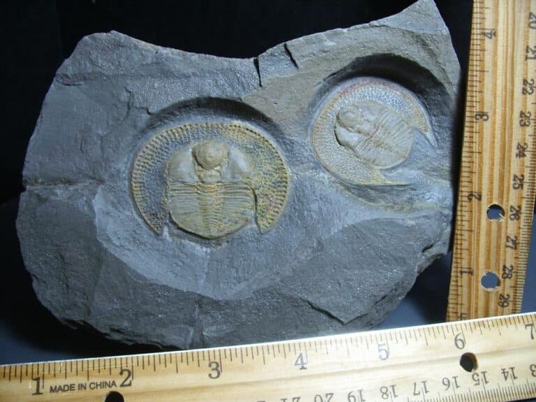 Rare Very Large Fossilized Trilobite Arthropod D The