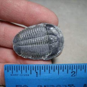 Inexpensive Trilobites - $40 and Less