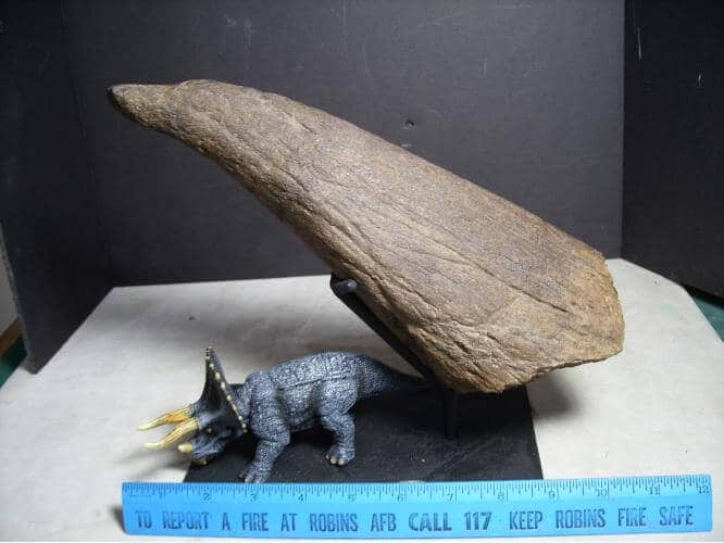 102814b Complete Triceratops Horn The Stones And Bones Collection 