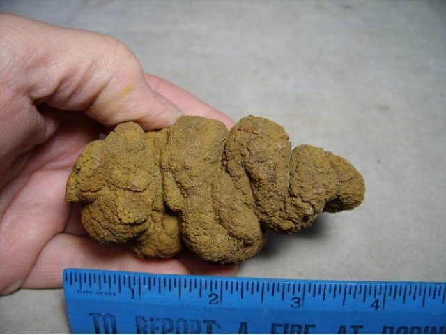 fossilized dung