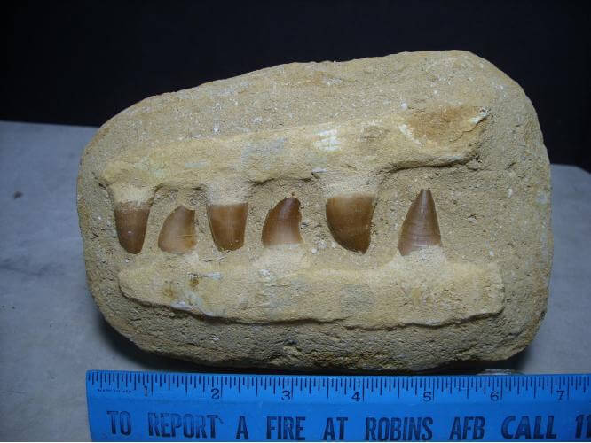 mosasaurus jaw for sale