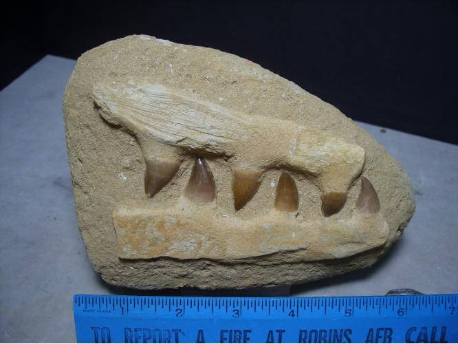 mosasaurus jaw for sale