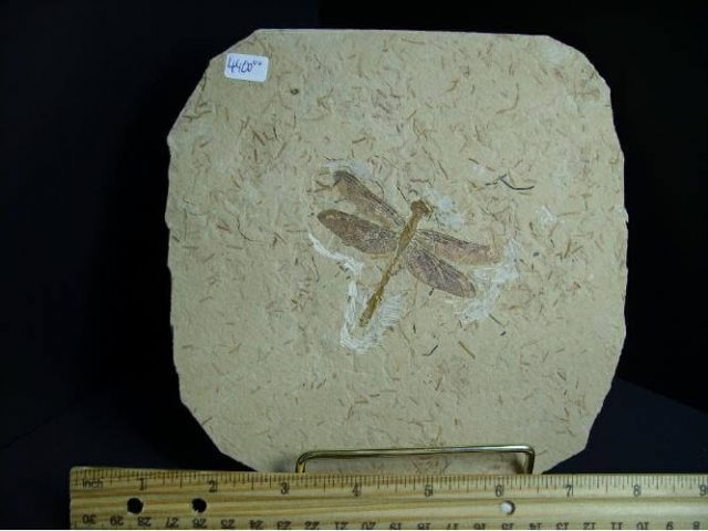 fossil dragonflies