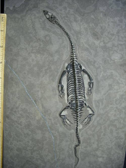 keichousaurus hui for sale