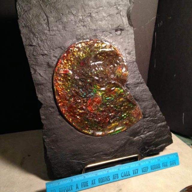 ammolite