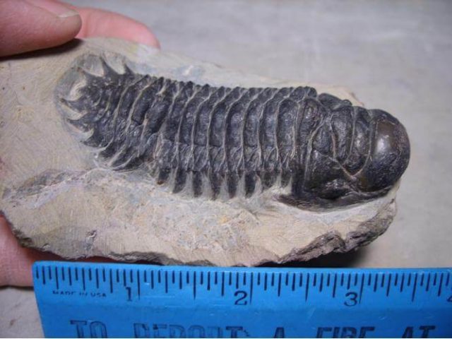 trilobite fossils