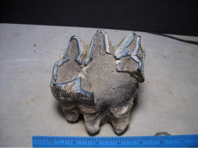 dinosaur molar