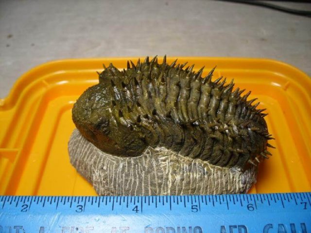 Drotops Trilobite For Sale