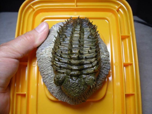 Drotops Trilobite For Sale