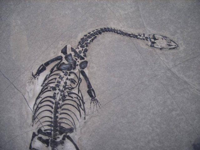 keichousaurus fossil for sale