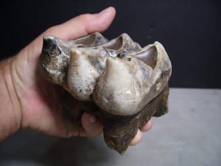 dinosaur molar