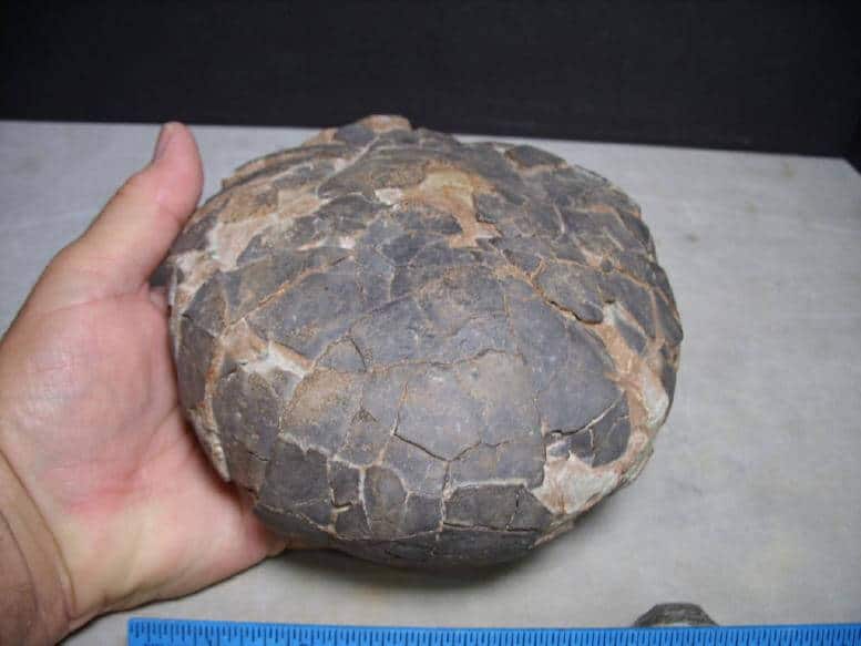 Hadrosaur Dinosaur Egg 073016b The Stones Bones Collection