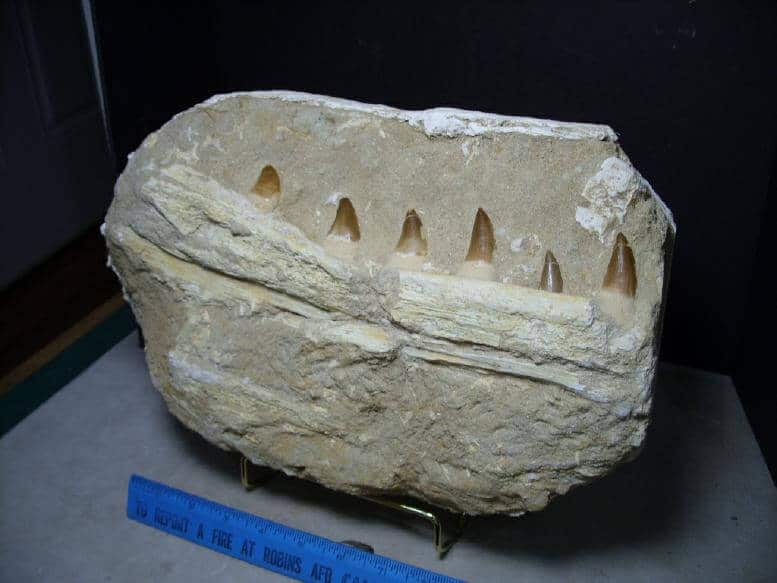 mosasaurus jaw for sale