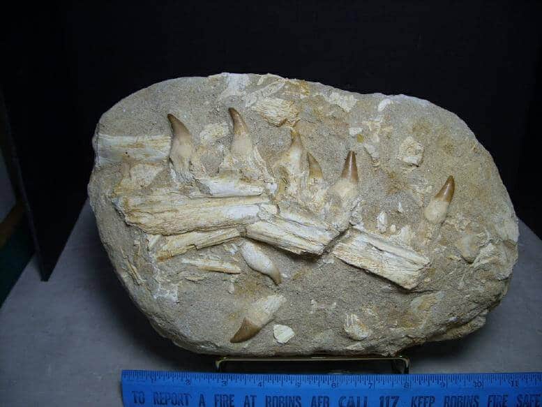 mosasaurus jaw for sale