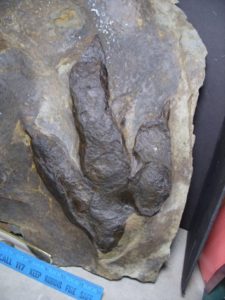 dinosaur footprints for sale