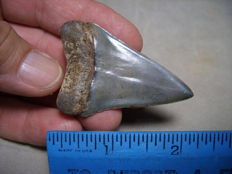 Fossilized Mako Shark Tooth (090516d) - The Stones & Bones Collection