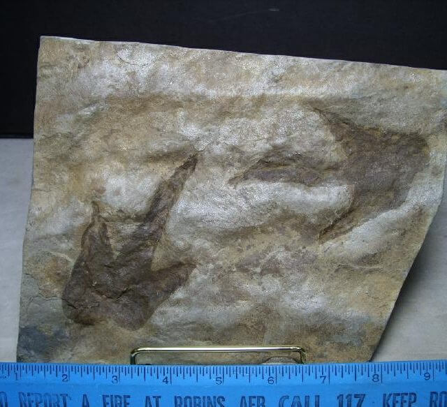 dinosaur footprints for sale