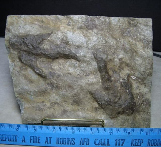 dinosaur footprints for sale