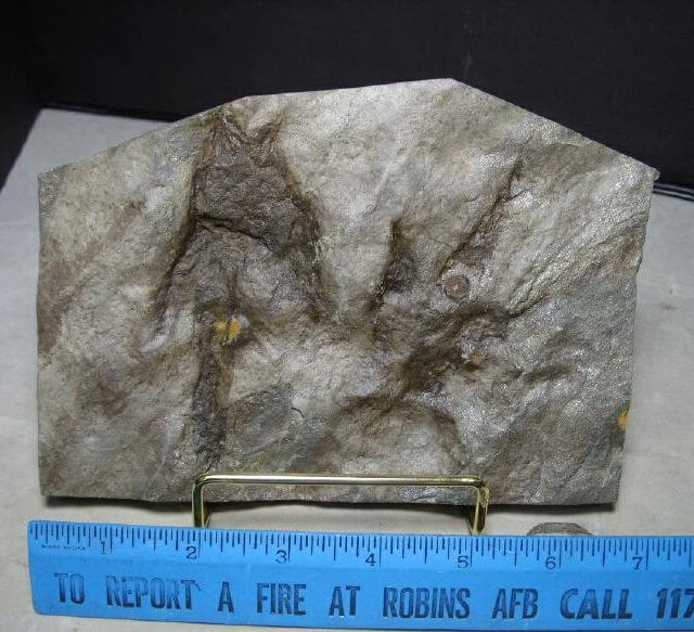 dinosaur footprints for sale