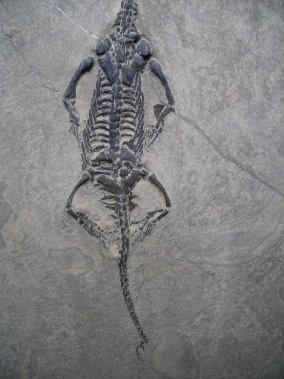 keichousaurus fossil for sale