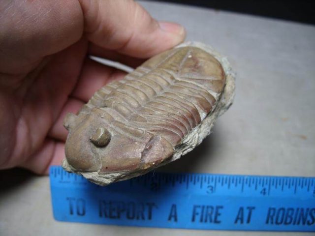 Russian Trilobite – Arthropod (121416n) - Image 3