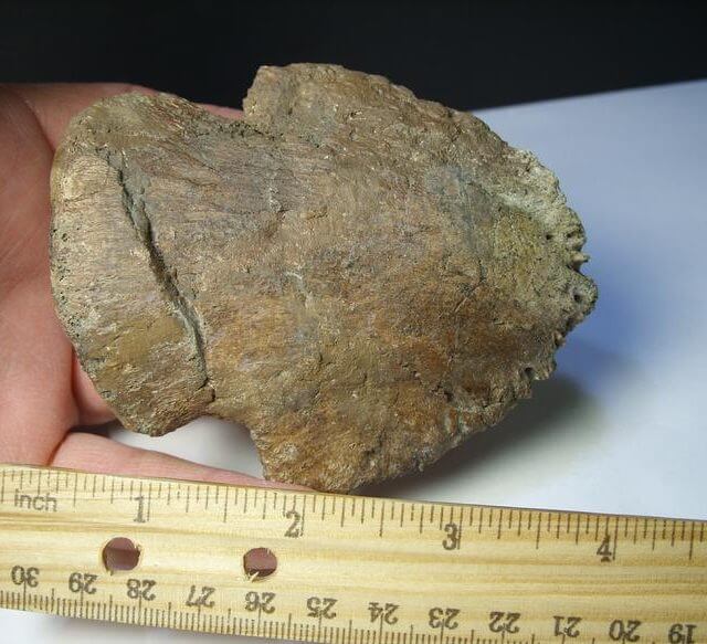 hadrosaur toe bone