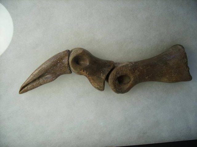 Complete Struthiomimus Dinosaur Toe with Claw  (012517f) - Image 2