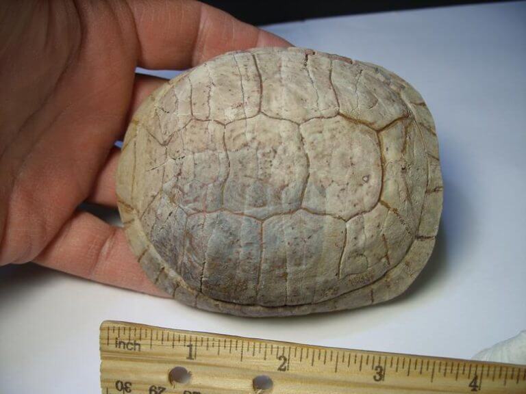 “Baby” Fossil Turtle (012517j) - The Stones & Bones Collection