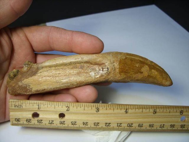 Charcarodontosaurus  Dinosaur Tooth (012717b) - Image 2