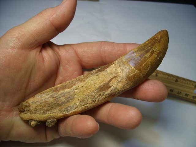 Charcarodontosaurus  Dinosaur Tooth (012717b) - Image 3