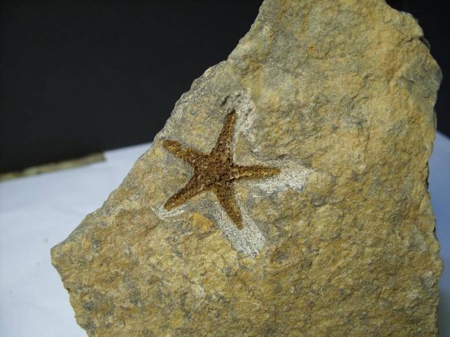 fossil starfish