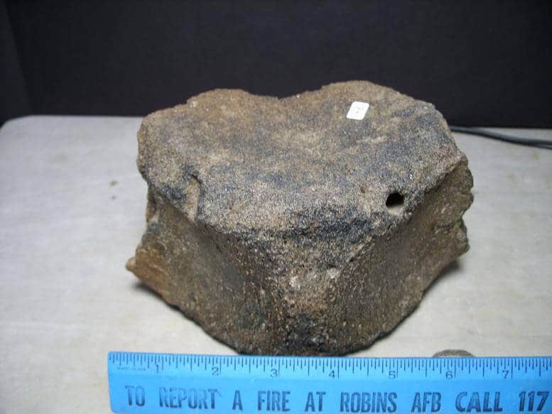 Large Fossilized Sperm Whale Vertebra (123116a) - The Stones & Bones  Collection
