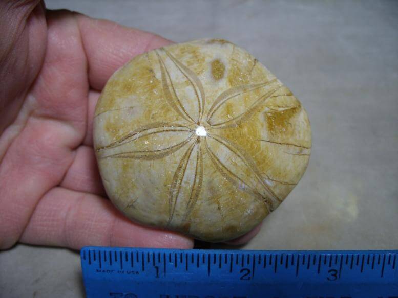 Fossil Sand Dollar (010217a) - The Stones & Bones Collection