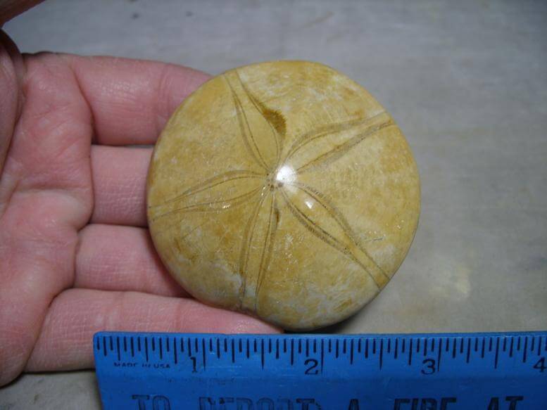 Fossil Sand Dollar (010217c) - The Stones & Bones Collection