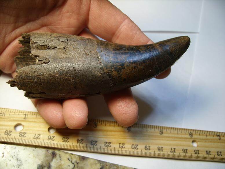 buy real t rex tooth