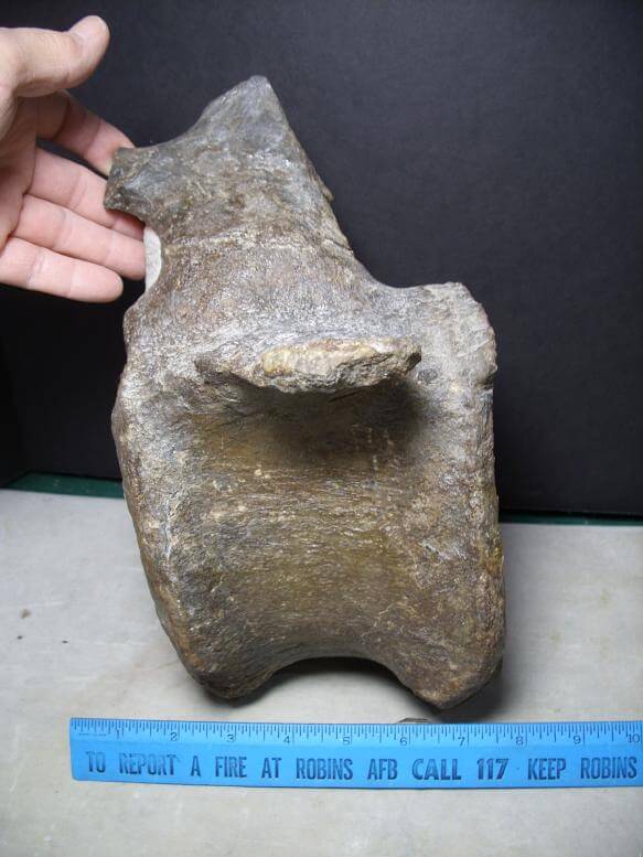 Long-Neck Dinosaur Bone ( 020817e) - The Stones & Bones Collection
