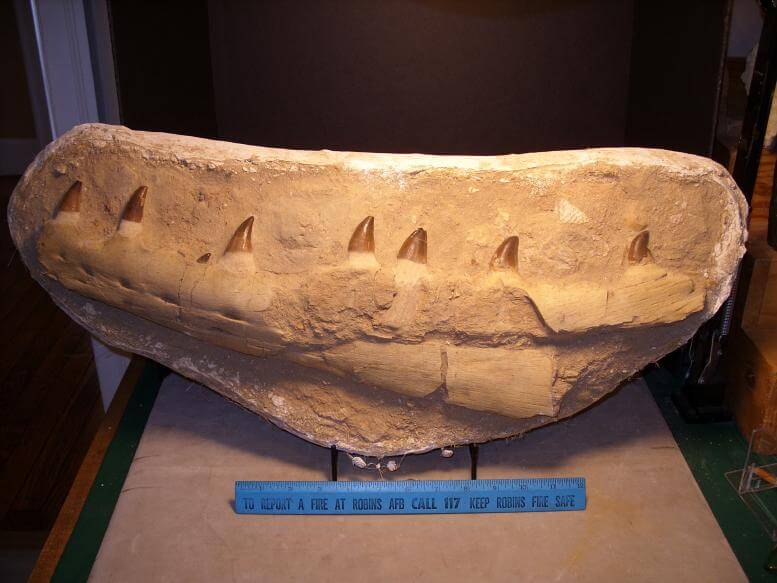 mosasaurus jaw for sale