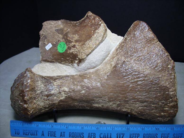 dinosaur bone fossils for sale