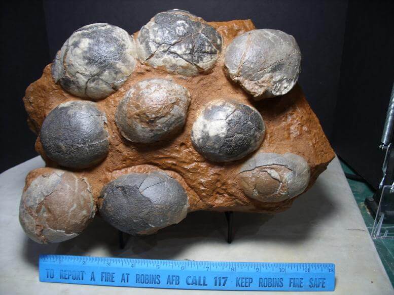 real dinosaur eggs for sale