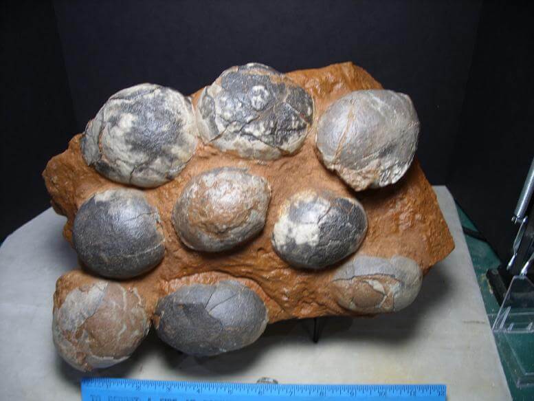 fossil eggs for sale