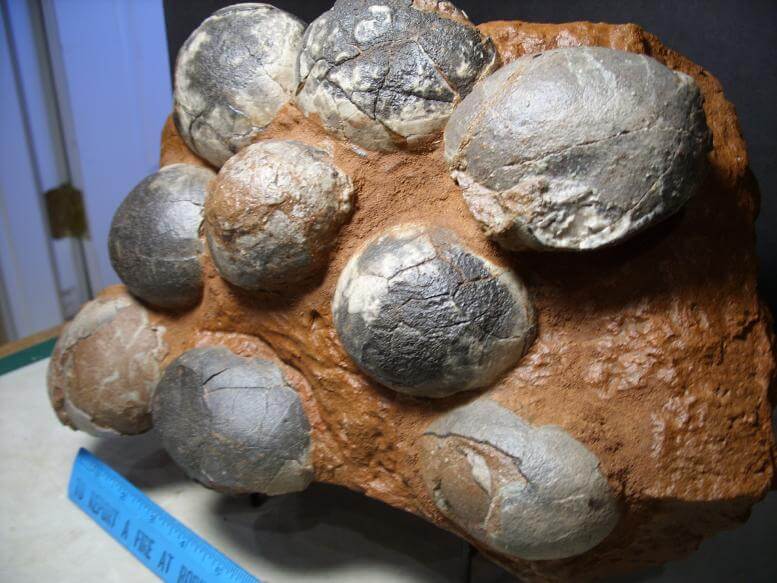 fossil eggs for sale