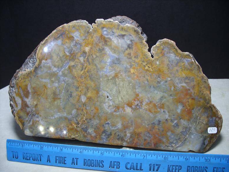 dinosaur coprolite for sale