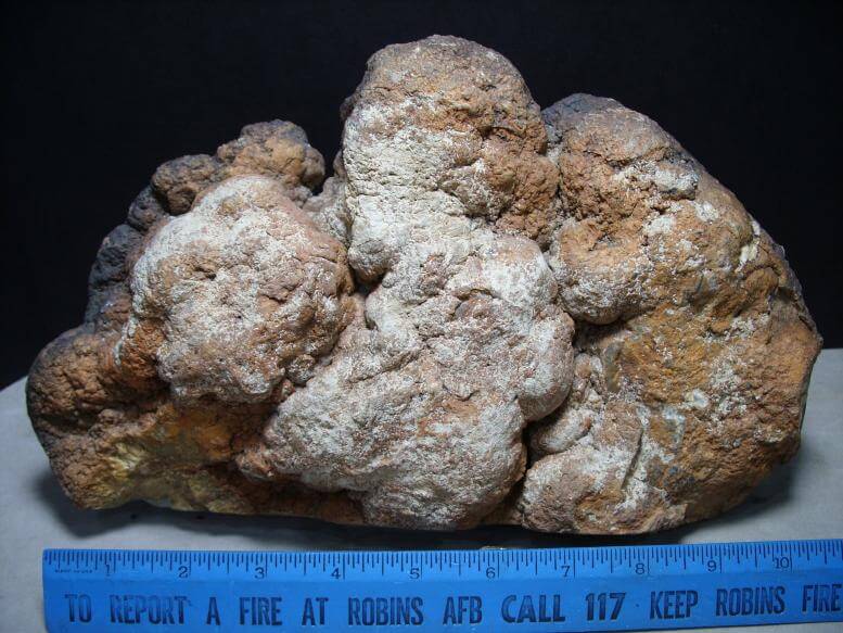 dinosaur coprolite