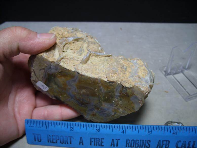 dinosaur coprolite for sale