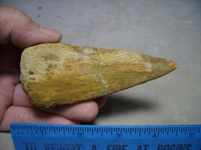 Charcarodontosaurus  Dinosaur Foot Claw - Image 3